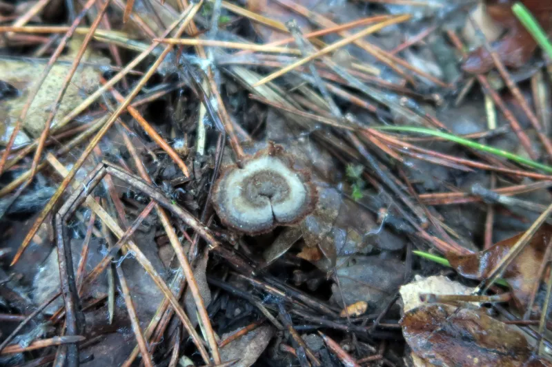 Auriscalpium vulgare 1 - sombrero